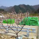 꽃순이농장 이미지