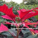 포인세티아 poinsettia 야생화를 찾아서(527) 이미지