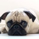 개꿈꾸는 고양이 이미지