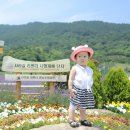 사라실라벤더단지 이미지