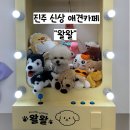 진주복음병원 | [경남 진주] 평거동 신상 실내애견카페 왈왈 후기🐶