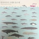 한국 바다의 고래와 돌고래 영어 이름 whales and dolphins around Korean waters 이미지