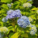 6월 21일 보랏빛 라벤더의 정읍 허브원, 내장호수 생태길, 금산사 수국향기(취소) 이미지