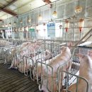 도고양돈 이미지