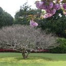 두 번째 벚꽃 이미지