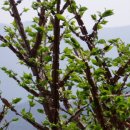 약나무마실 이미지