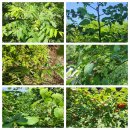 버스정류장 06-033 | ● 치악산둘레길9코스+소금산그랜드밸리 트레킹