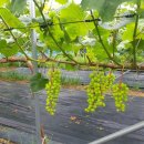 승지농장 이미지