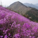 4월1일 창원 천주산(639M) 진달래 산행 이미지