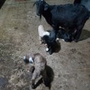 쌍둥이흑염소 이미지