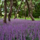 장항체육공원 이미지