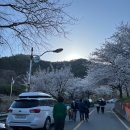 한수제포장마차 | <광주 근교 벚꽃> 나주 한수제 / 2022 전남 벚꽃 명소 현황