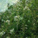 향수(온산) 이미지