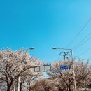 [외부활동-대전] 2025 벚꽃축제 참가 후기 🌸
