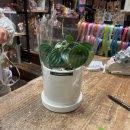 더블라썸플라워샵 이미지