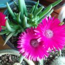 커피꽃향기 이미지