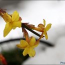 들꽃세상 이미지