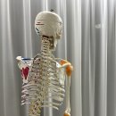 삼성동척추측만증 이겨내는 리마인드바디 내돈내산 후기