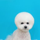 그루미재이 이미지