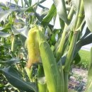 해오름농원 이미지