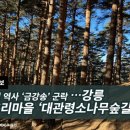 4월 18일 정기산행 강릉 대통령 소나무숲길 이미지