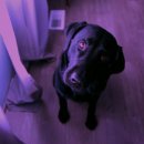 부산애견미용 이미지