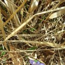 성읍리-6 이미지