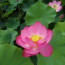 천년약속 이미지