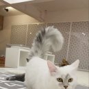 츄냥이 하우스 이미지