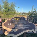 수곡2리(수달보호지역) | 📸✨가을만 되면 찾게 되는 달성습지 갈대밭 산책 후기🍃🍂