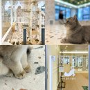 [별내] 나만 없어 고양이🐱 친구와 고양이 카페 실내 데이트 대성공(깨끗/깔끔/쾌적)