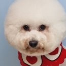 호다닥쑥 이미지