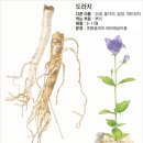 도라지 이미지