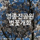 영종도 영종진공원 벚꽃개화시기, 현황 (+주차꿀팁까지)