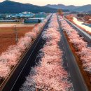 꽃피는 도로 위의 여정” 달리고 싶은 벚꽃 드라이브 코스 이미지
