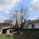 마산1로 느티나무길 이미지