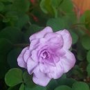 oxalis pompom 이미지