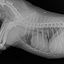 용인서현 동물병원 이미지