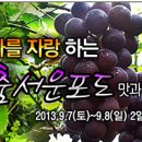 안성서운포도 이미지