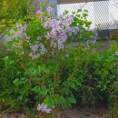 새로나병원 이미지