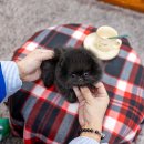 [믿을수 있는 건강한 아이들과 사후관리까지] 일산강아지분양 스마트독