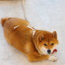 바이브왁싱