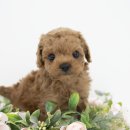 대구강아지분양 도로시펫 이미지