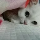 세계로종합동물병원 이미지
