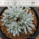 화이트그리니(Dudleya White Greenei) Middle size 이미지