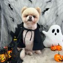 멍멍까까 이미지