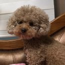 똥개이발소 이미지