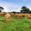 초지로1 이미지