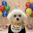 멍멍이와 숲속에서 이미지