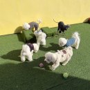 지지네 애견호텔&놀이방 | 서면 부전 전포 애견유치원 추천｜우리집첫째 놀이방 호텔